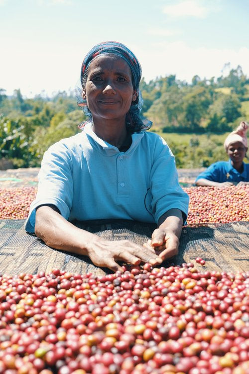 Ethiopia Demeka Becha - Lot 90/01
