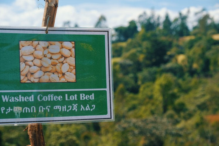 Ethiopia Demeka Becha - Lot 90/01