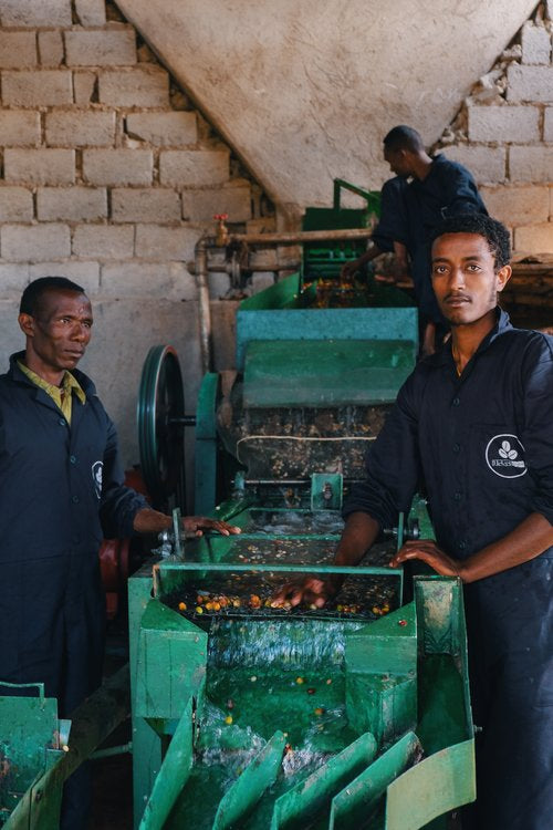 Ethiopia Demeka Becha - Lot 90/01